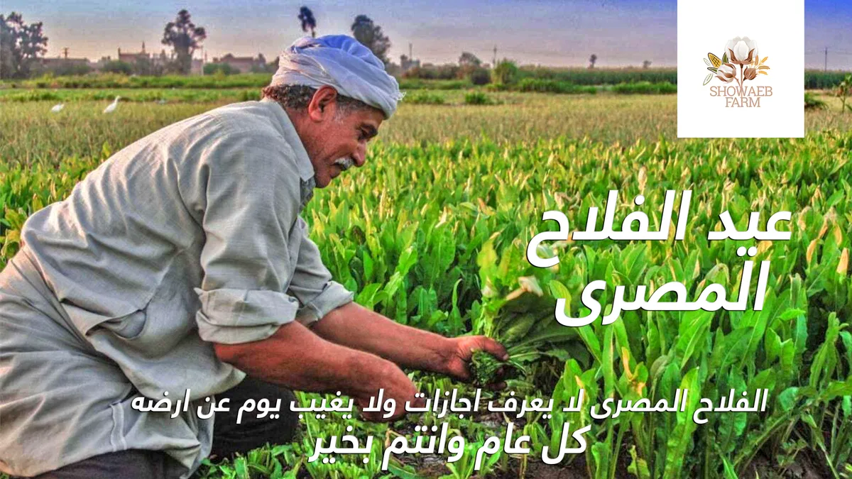 Showaeb Farm Preview